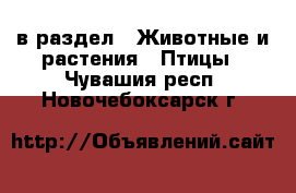  в раздел : Животные и растения » Птицы . Чувашия респ.,Новочебоксарск г.